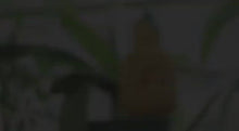Load and play video in Gallery viewer, Pineapple Small Twin Pack
